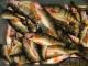 Yellow Perch  Making Its Way Into Your Diet